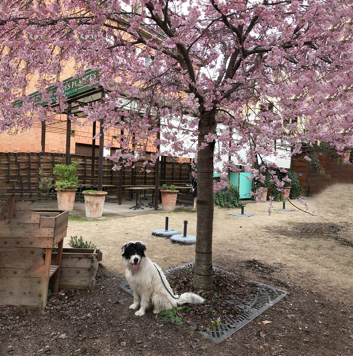 【From パリ支局】パリの桜も満開！